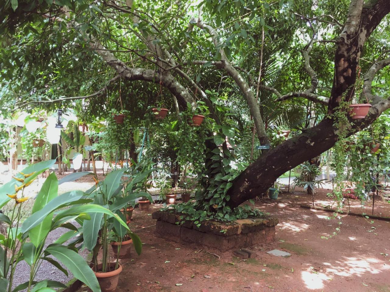 Palm Grove Service Villa Коччи Экстерьер фото