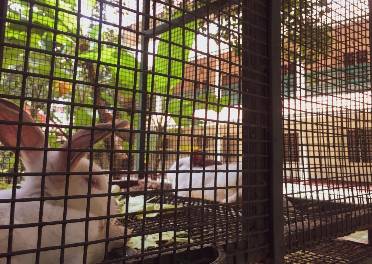 Palm Grove Service Villa Коччи Экстерьер фото